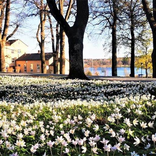 Våren på Ekebyholms Gymnasium