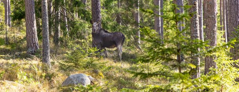 Biologi och miljövetenskap