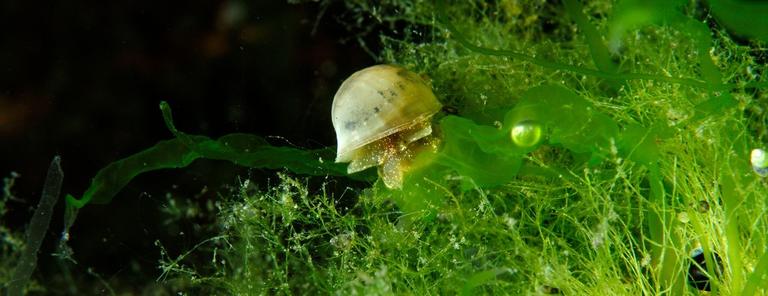 Marinbiologi