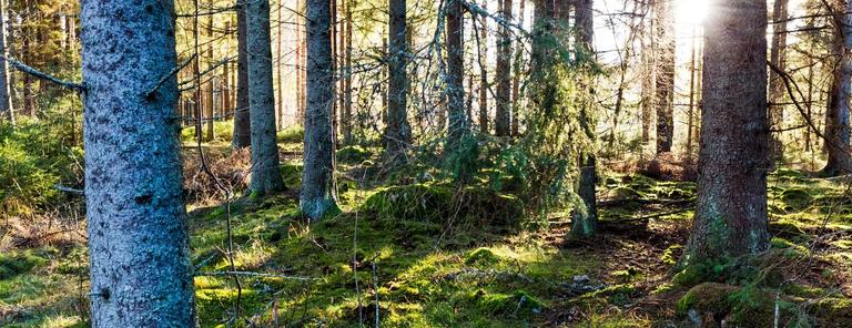 Naturvård och artmångfald