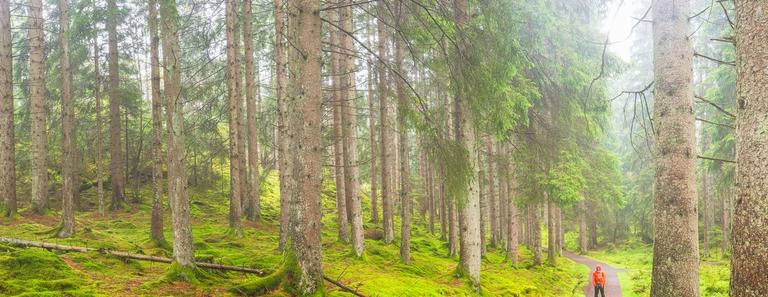 Skog och landskap