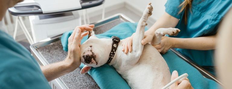 Veterinärprogrammet